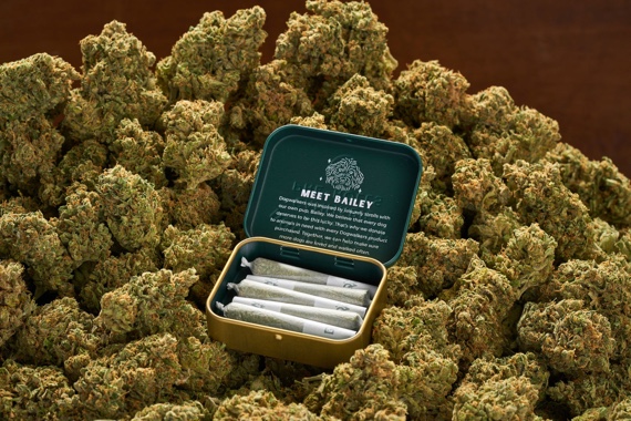 Cannabis Strains - Orange Herijuana